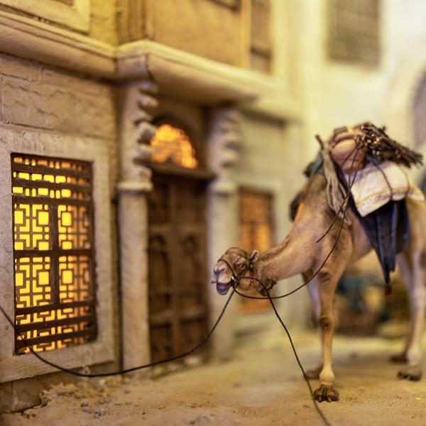Camello junto a edificio